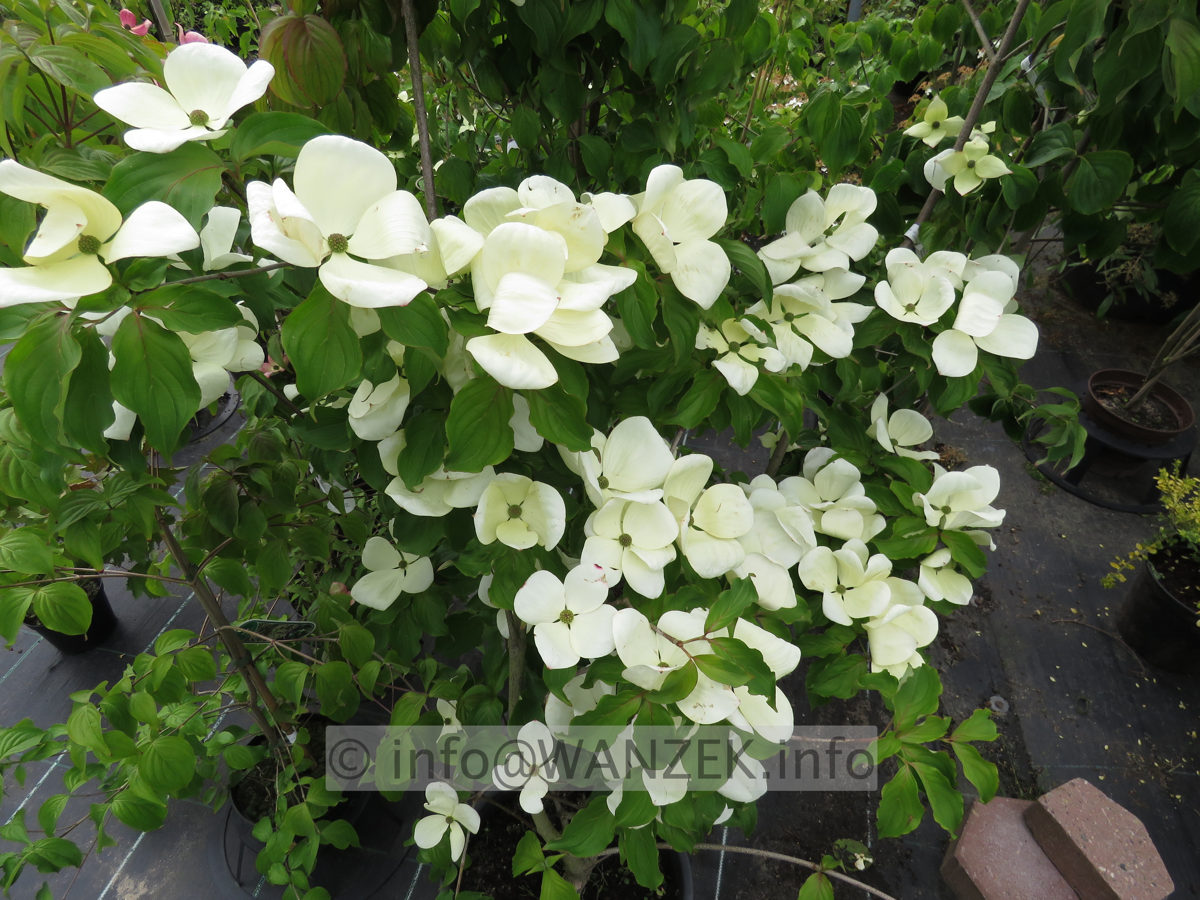 Cornus kousa Venus - Blueten Anfang Juni bereits 12cm.JPG